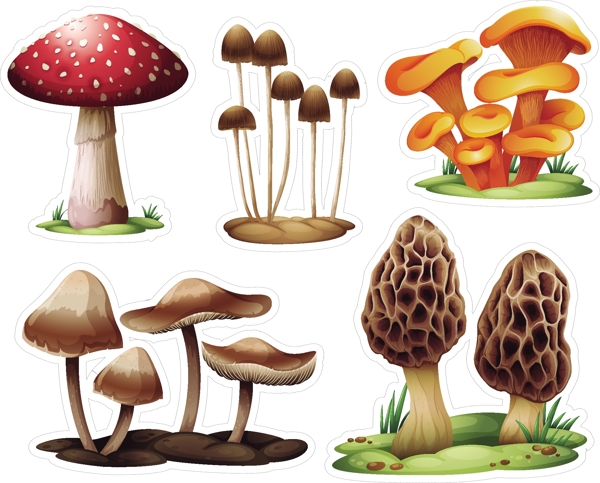 不同的蘑菇采集