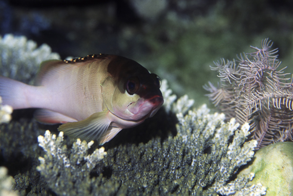 全球首席大百科深海生物鱼珊瑚海底