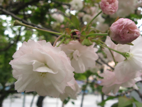 春季花卉图片