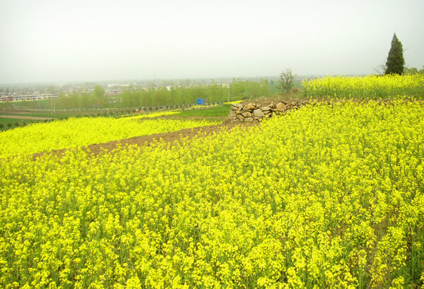 黄菜花图片