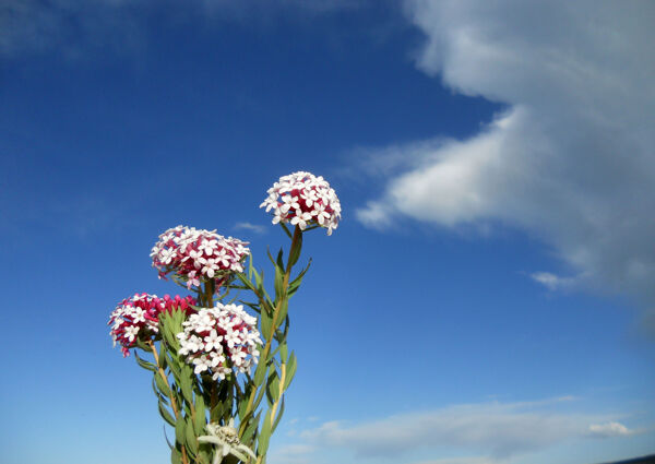 花朵天空