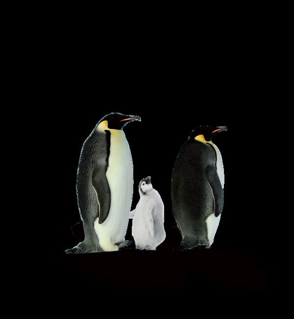 可爱南极企鹅元素