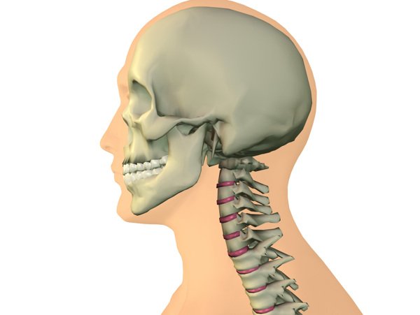 颈椎骨图片