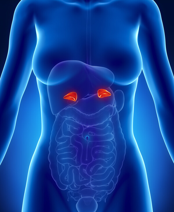 女性内脏肠胃器官图片