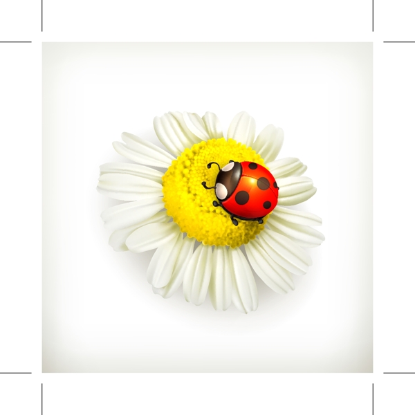菊花瓢虫背景图片