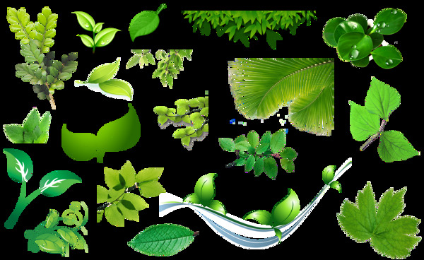 各种绿色树叶免抠png透明素材