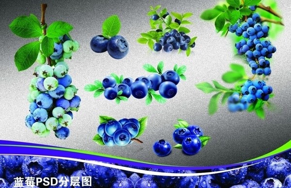 蓝莓分层图图片