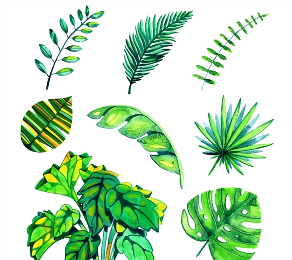 水彩绘绿色棕榈树叶矢量素材