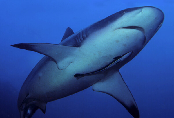 恐怖的鲨鱼图片