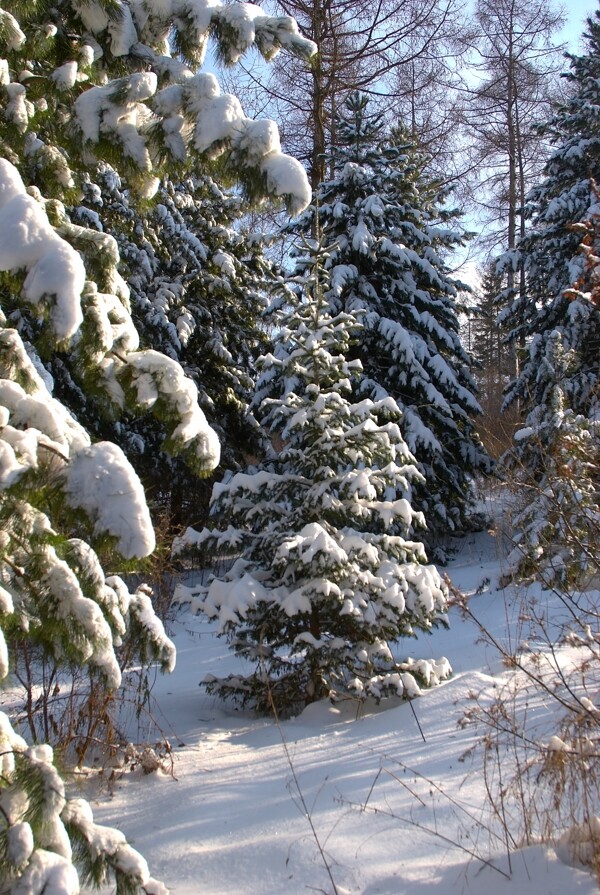 冬天树林雪景图片