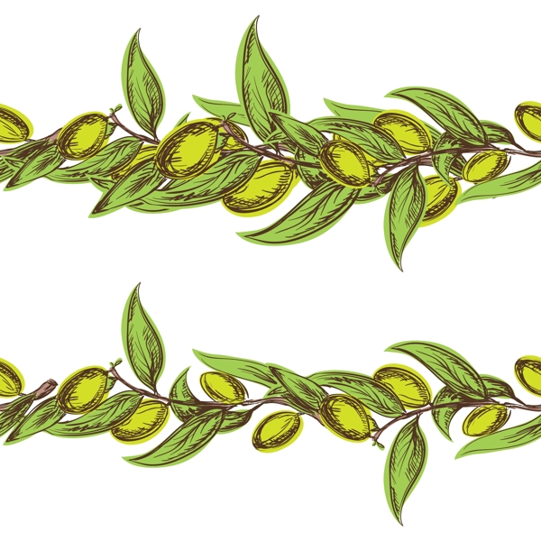 枝条上的橄榄和绿叶