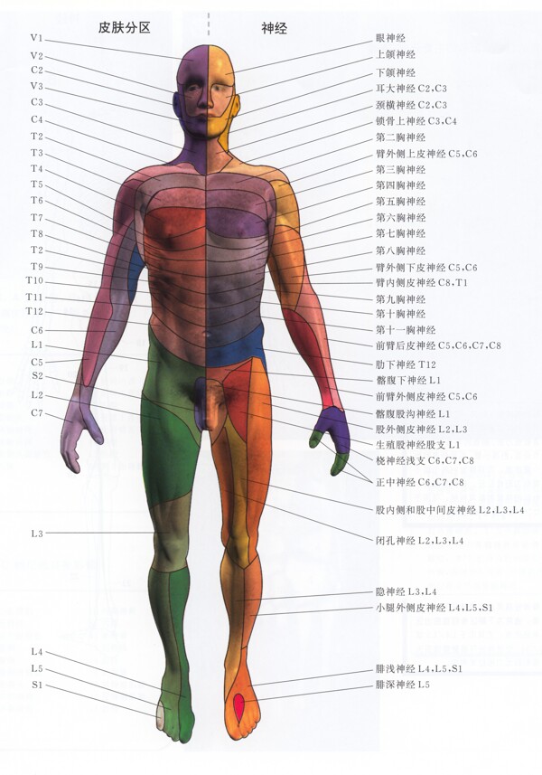 人体神经分布图片