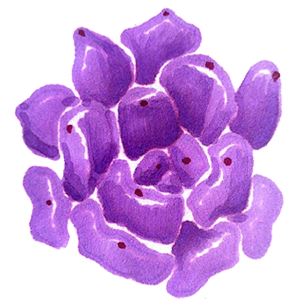 紫色卡通手绘多肉植物免抠图