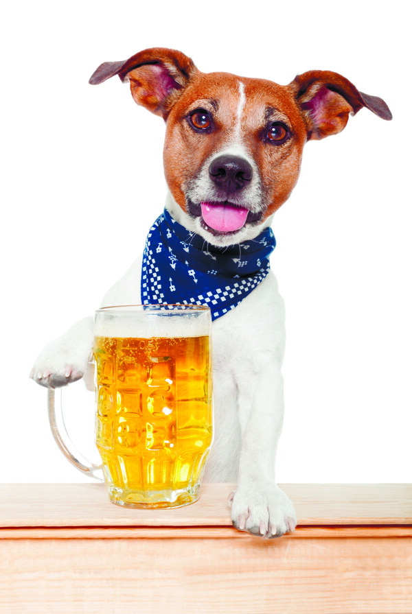 小狗和啤酒杯图片