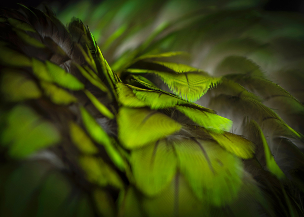 动物绿色梦幻虚实羽毛背景
