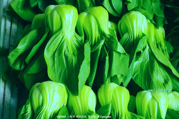 上海青蔬菜图片