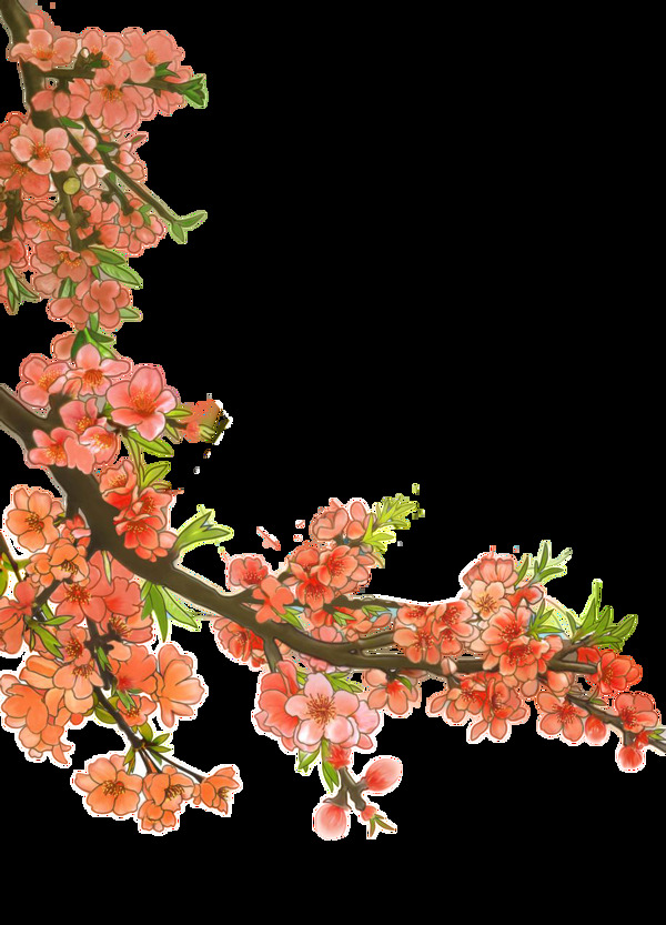 美丽茂盛的梅花树枝透明素材