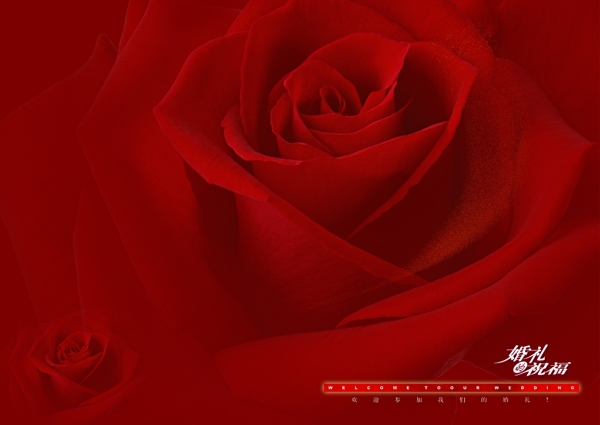 新婚纱摄影火红玫瑰PSD模板图片