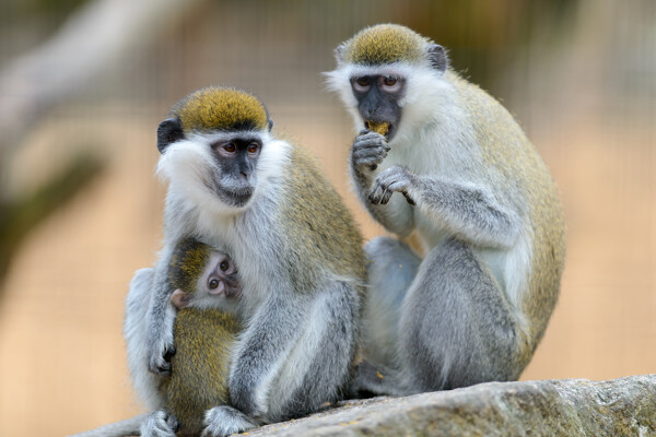 可爱的3只猴子
