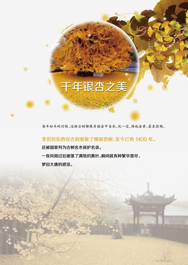 千年银杏树之美海报设计