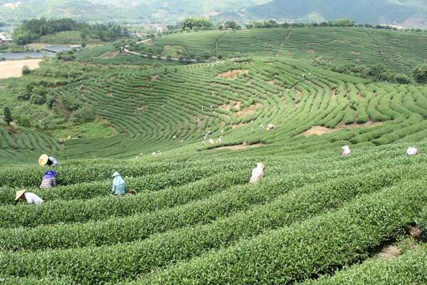 茶山图片