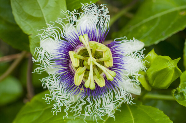 百香果花图片