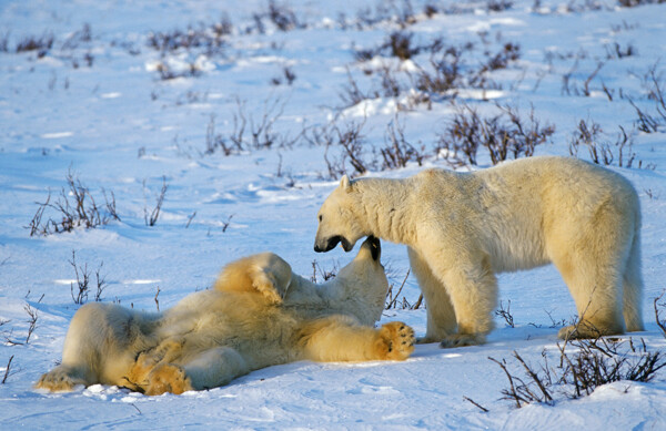雪地里的两只北极熊图片