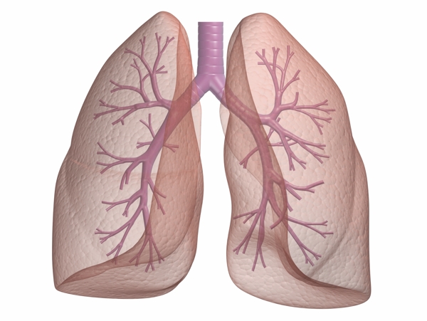 人体肺显意图