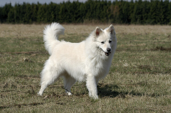 白毛宠物狗