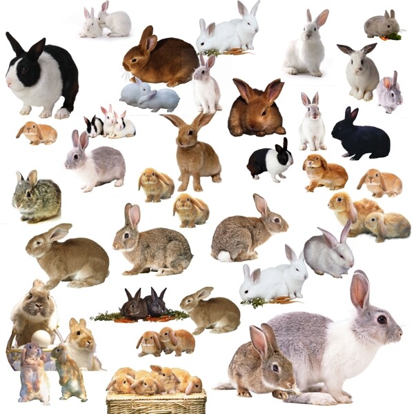 兔子图片分层PSD