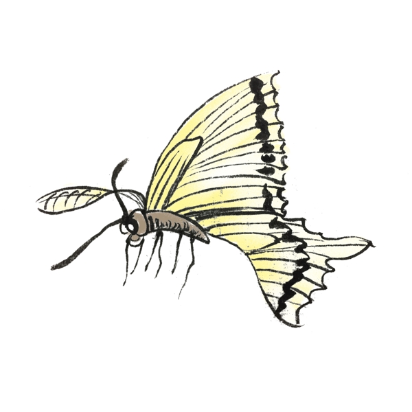 中国风水墨昆虫蝴蝶手绘插画