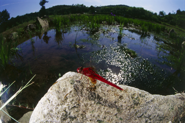 停在石头上的红蜻蜓
