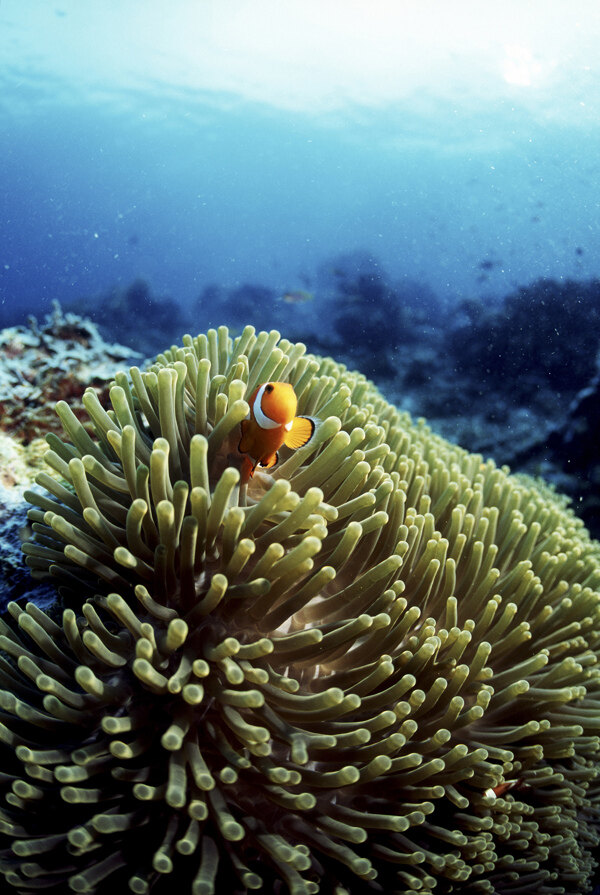 全球首席大百科深海生物鱼珊瑚海底