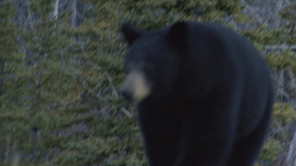 育空黑熊攻击摄影师股票视频视频免费下载