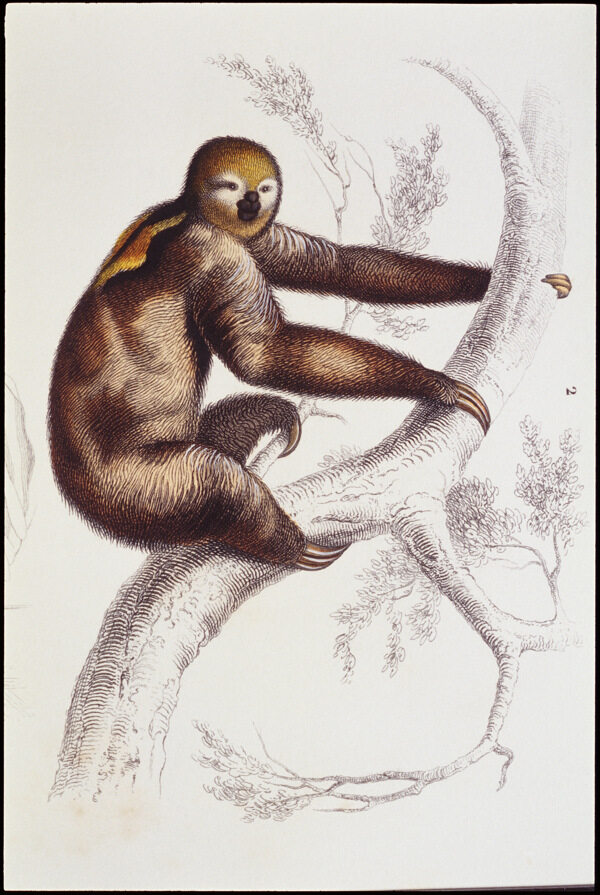 猴子爬树绘画