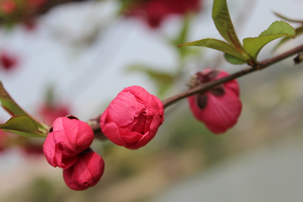 桃花图片