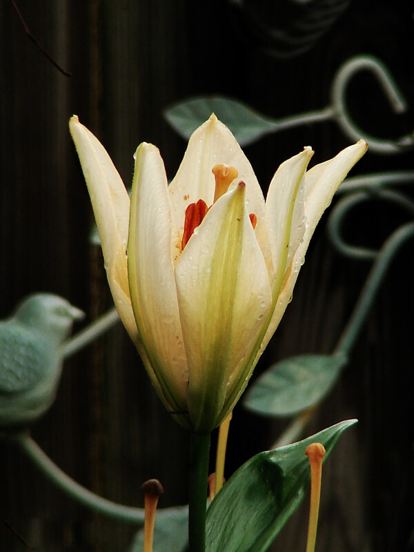 位图写实花卉植物花朵百合免费素材