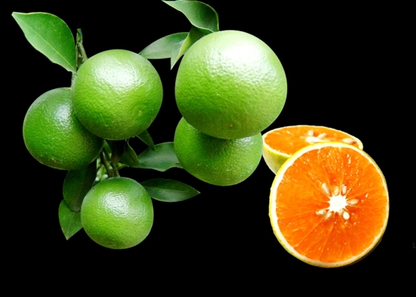 绿橙图片