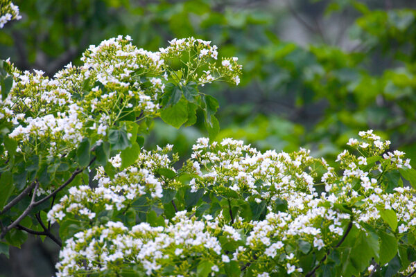 白色純淨花花朵鲜花花卉繁花似景