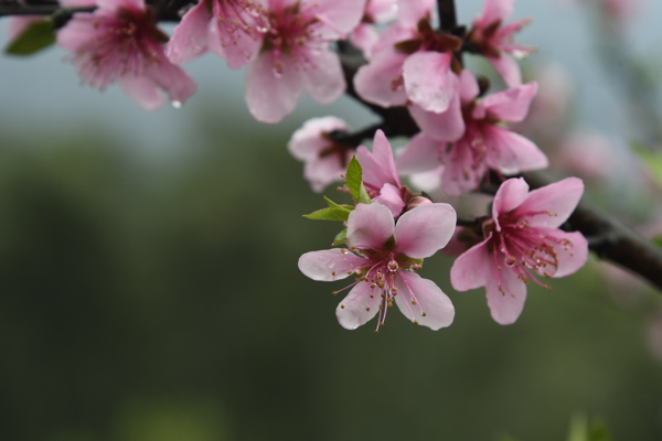 桃花