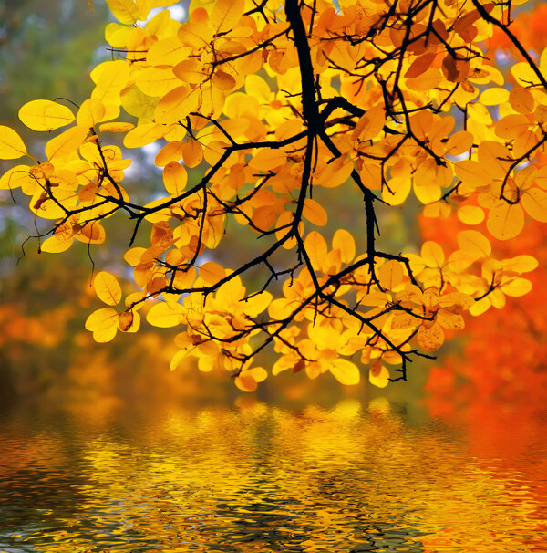 秋天叶子图片