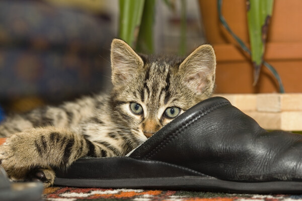 拖鞋上的小猫图片