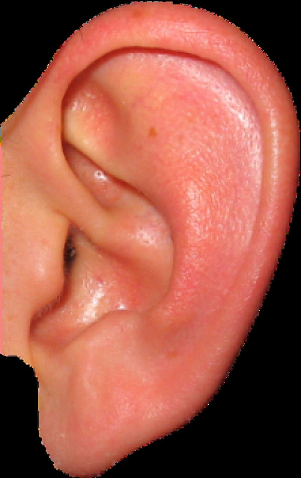 一只人耳朵免抠png透明图层素材