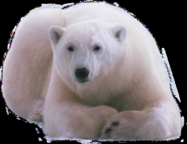 趴着休息的北极熊免抠png透明图层素材
