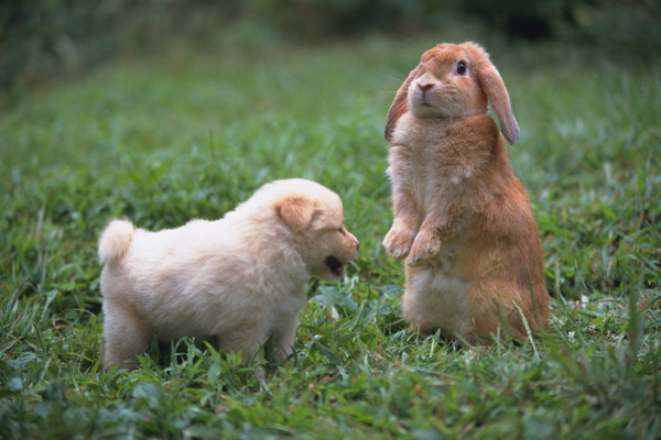 小动物宠物兔6