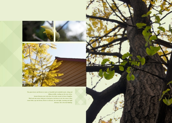 植物树木画册图片