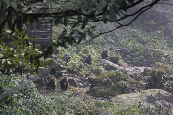 峨眉山图片