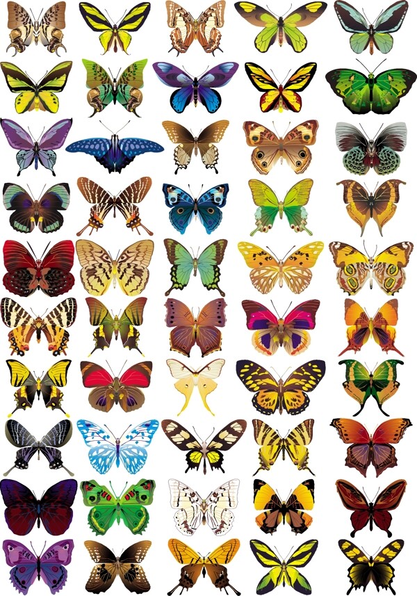 50款多彩蝴蝶标本矢量图.eps图片