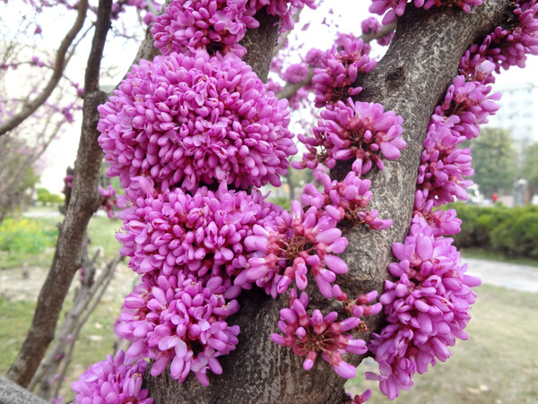 紫荆花图片