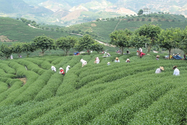 茶山图片